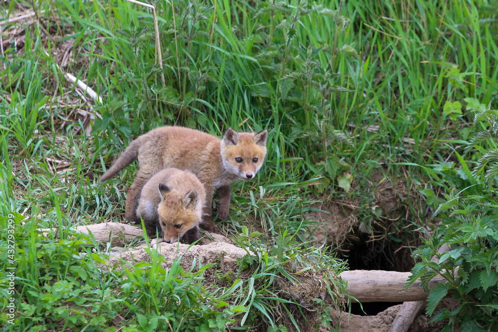 young fox (vulpes vulpes) of a few weeks old discovering the world and practicing his hunting skills to survive in the big world. young fox (vulpes vulpes) of a few weeks old discovering the world and practicing his hunting skills to survive in the big world.
