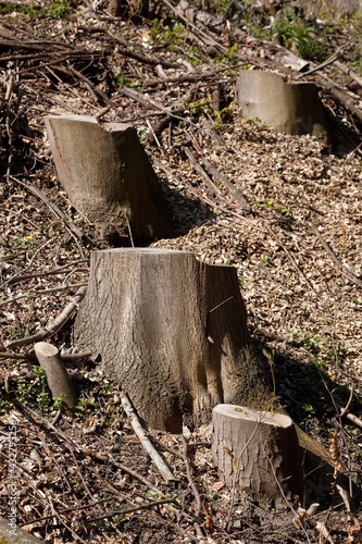 Abgesägte Baumstümpfe an einem Hang, Nadelwald, Harz, Goslar, Neidersachsen, Deutschland, Europa