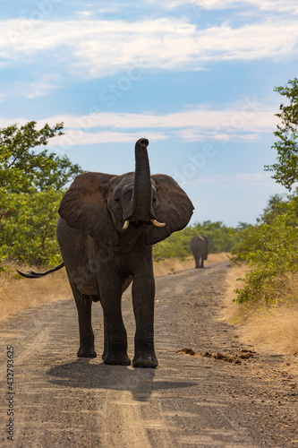African elephant bull with his trunk in the air