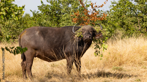 Cape buffalo with vegetation in her horns