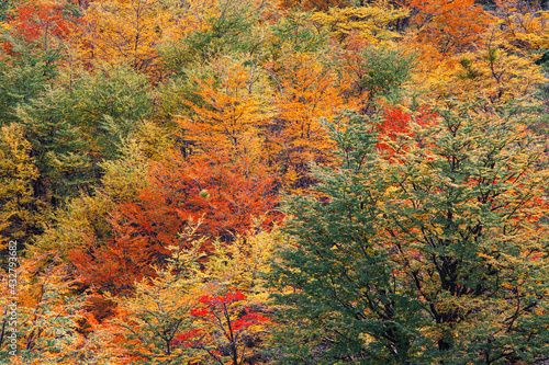 Forest with Lenga beech trees in autumn colors in Patagonia photo