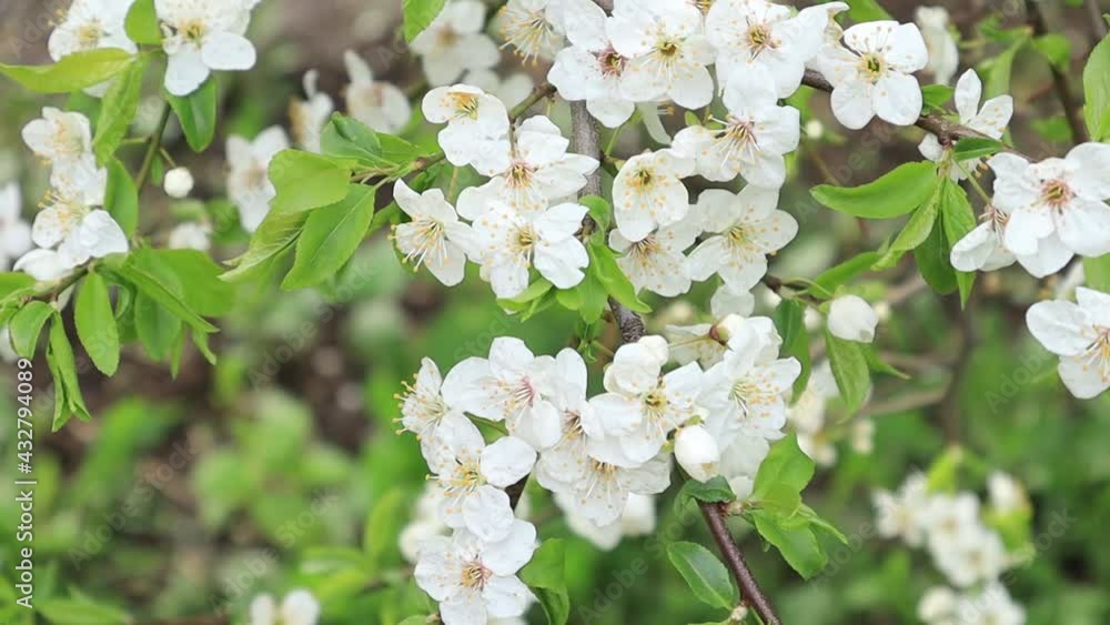 a branch of a blooming apple tree in spring video a branch of a blooming apple tree in spring video