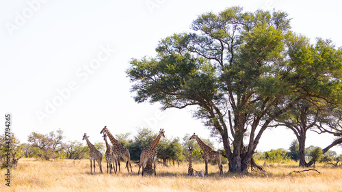 A tower of giraffes seeking shade