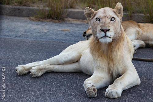 Portrait of a white lion in the wild