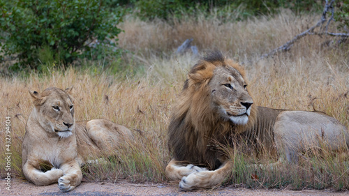 mating pair of lions next to the road