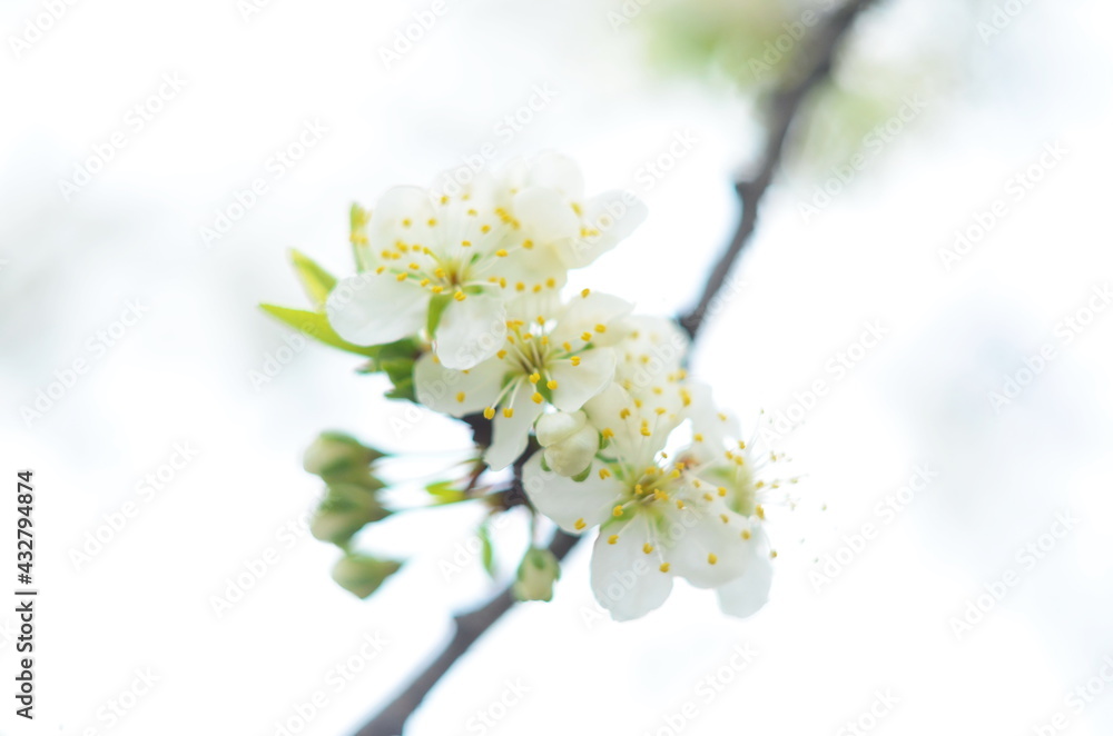 Cherry blossom tree. Nature scene with sun in Sunny day. Spring flowers. Abstract blurred background in Springtime.