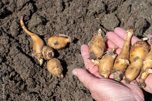 The hands of an old woman hold the freshly dug roots of jerusalem artichoke.Artichoke tubers overwintered underground, dug up in early spring and used for food as a vitamin and medicinal vegetable pla