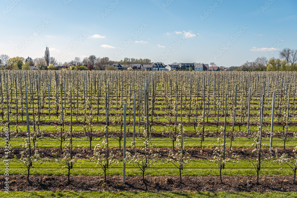 Large Dutch orchard with flowering low-stem pear trees. The photo was taken at a village in the Betuwe region, province of Gelderland.