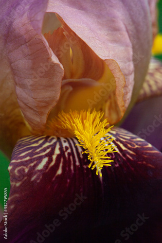 close up of flower iris
