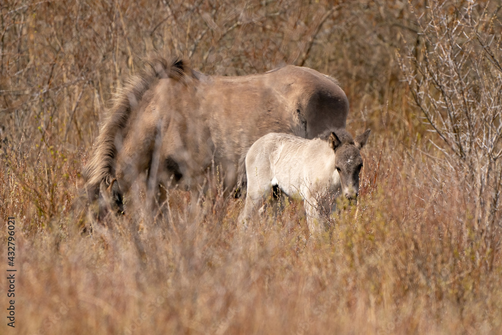 Mare and foal konik horse graze in the golden reeds Mare and foal konik horse graze in the golden reeds