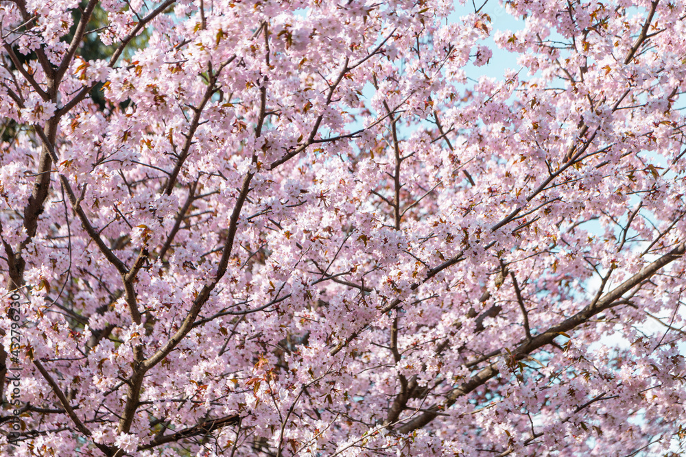 Spring time cherry blossoms. The cherry blossoms are in full bloom. Cherry blossoms in small clusters on a cherry branch Spring time cherry blossoms. The cherry blossoms are in full bloom. Cherry blossoms in small clusters on a cherry branch