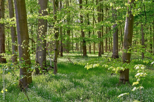 Deciduous forest in spring with wild white flowers. (Stellaria holostea) photo