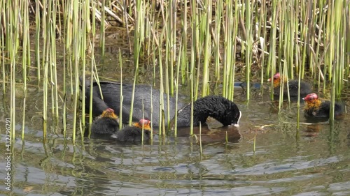 Coot (Fulica atra) family feeding. Parent searching for algae. photo