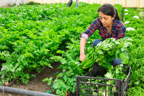 Woman carrying box with freshly picked plants grown in greenhouse. Harvest time