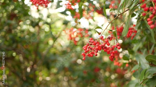 Red berries on tree, gardening in California, USA. Natural atmospheric botanical close up background. Viburnum, spring or fall morning garden or forest, fresh springtime or autumn flora in soft focus.