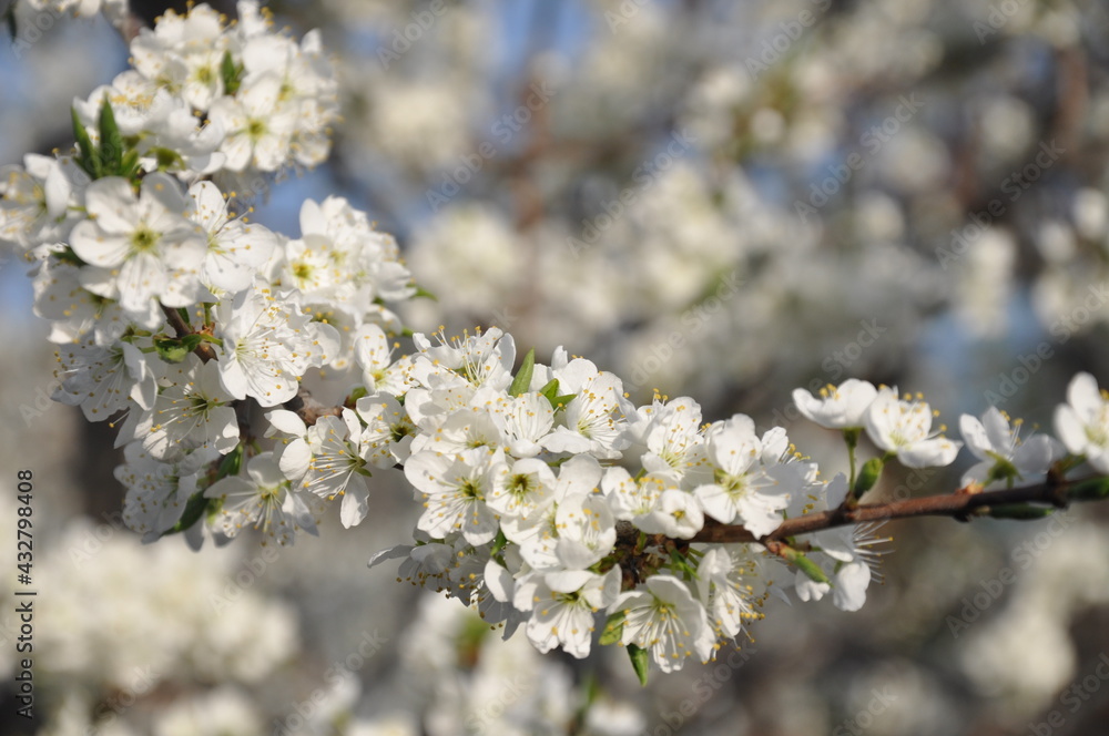 cherry tree blossom