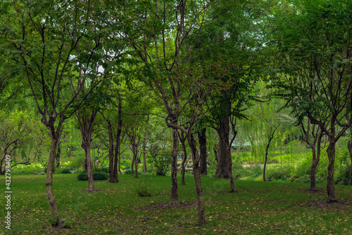 The trees are green in spring