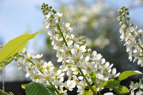 white flowers on a branch
bird cherry