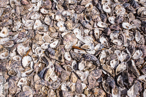 Background of oyster shell shells from the sea.