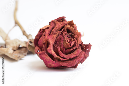 Close-upwithering red roses on white background