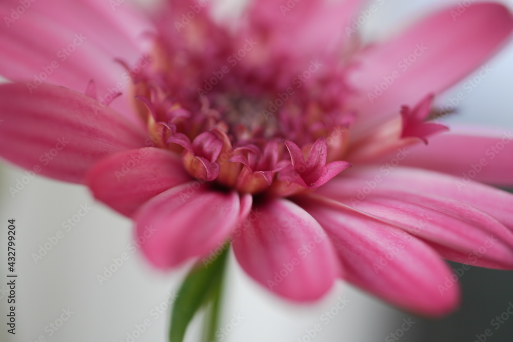 Blütenartiges Inneres einer rosafarbenen Gerbera. Blütenartiges Inneres einer rosafarbenen Gerbera.