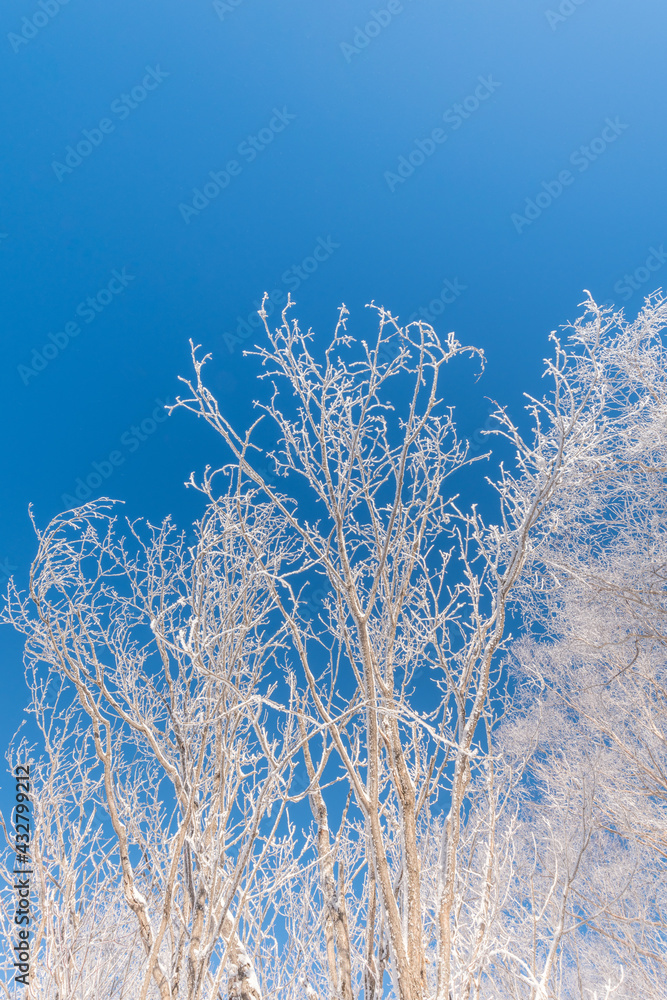 Fototapeta premium Snow and rime in winter in Changbai Mountain, Jilin Province, China