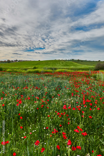 The red poppy flowers in the green wheat fields of the Community of Madrid. Spain