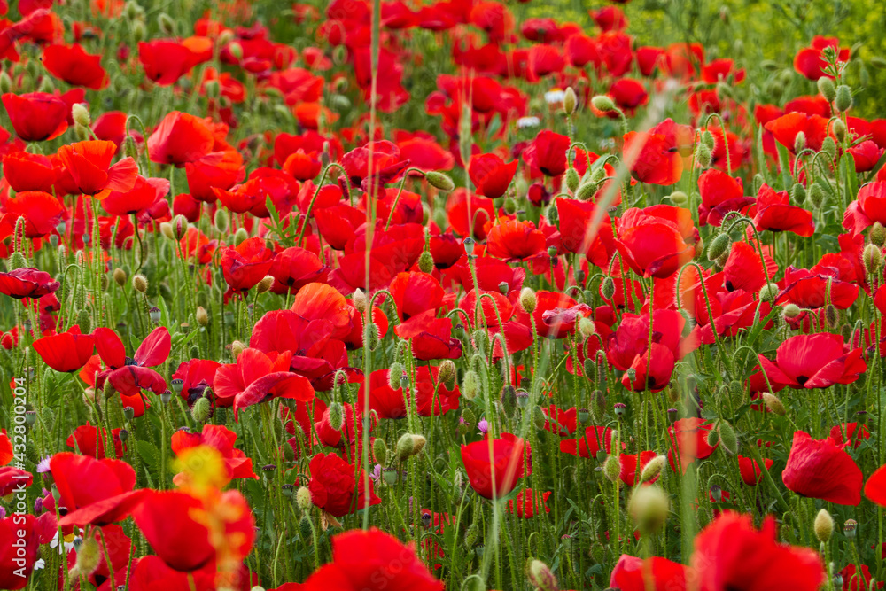 Obraz premium The red poppy flowers in the green wheat fields of the Community of Madrid. Spain