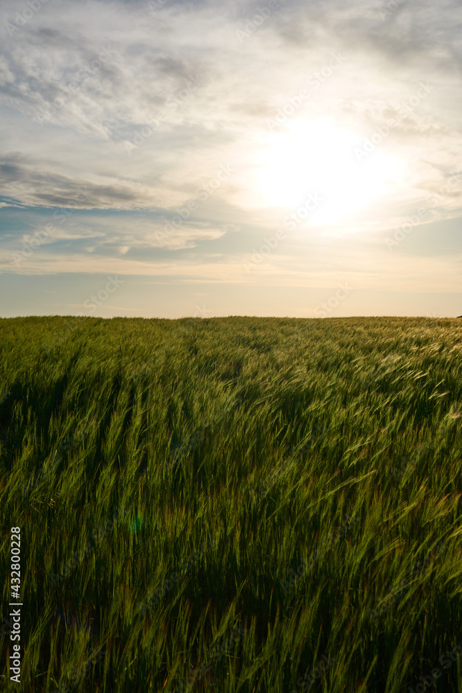 Sunset in the green wheat fields of the Community of Madrid. Spain