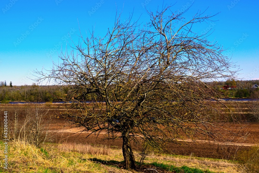 A dead tree against a blue sky. Sunny day.