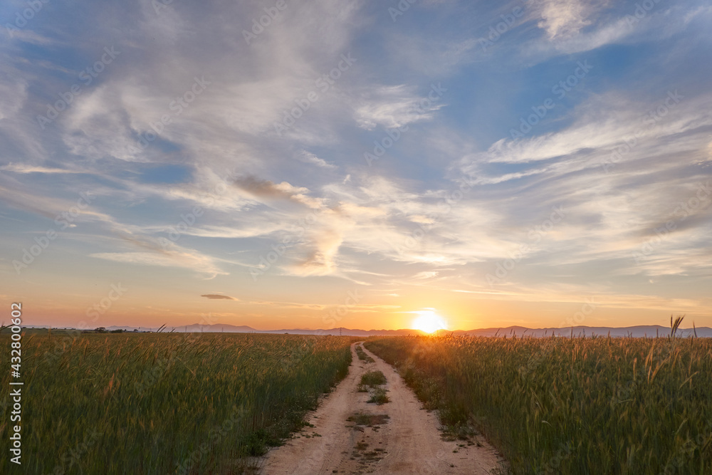 Sunset in the green wheat fields of the Community of Madrid. Spain