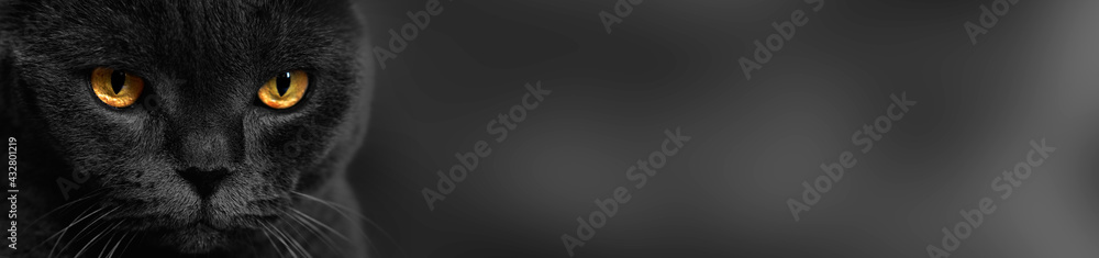 Yellow cat eyes on a dark background. Cat look. face with yellow eyes. horizontal banner with space for text...