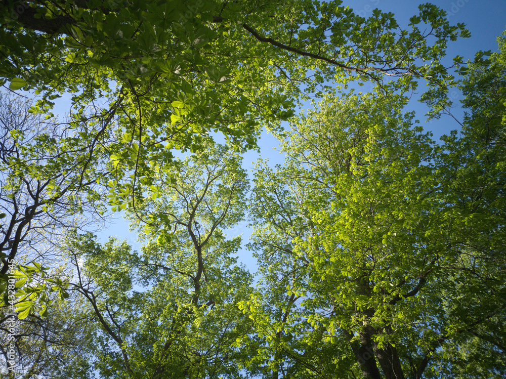 Fototapeta premium Spring May nature in the park.