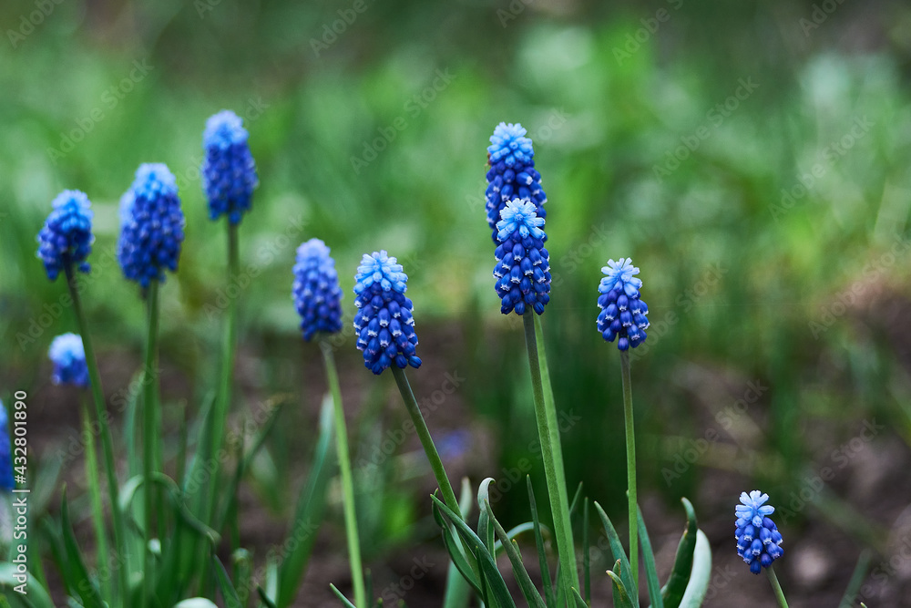 Blue muscari flowers in a flower bed. Blue muscari flowers in a flower bed.