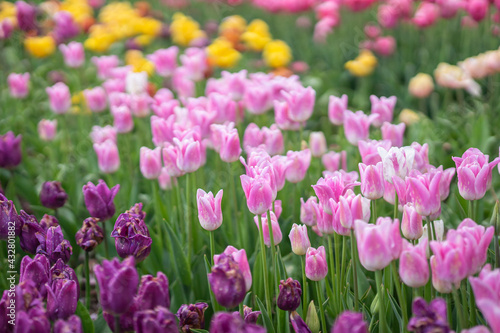 field of pink tulips © Ivan