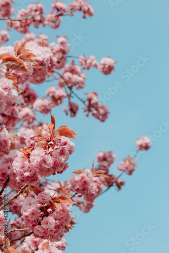 cherry blossom  sakura