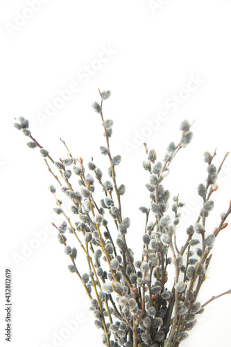 Bunch of willow twigs isolated on white background. Beautiful spring nature background. Willow tree branch. Easter, spring