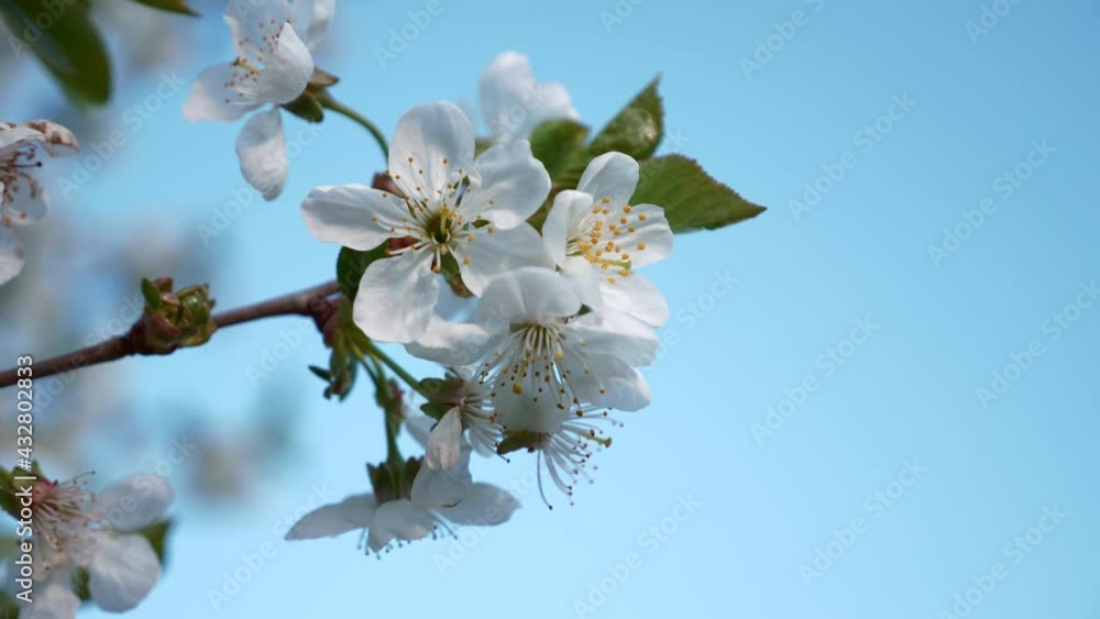 Close-up White Blossom Flowers on Cherry Tree Branch. Orchard Garden in Backyard. Blue Sky Background. Spring Season. x2 Slow motion 60fps 4K Close-up White Blossom Flowers on Cherry Tree Branch. Orchard Garden in Backyard. Blue Sky Background. Spring Season. x2 Slow motion 60fps 4K