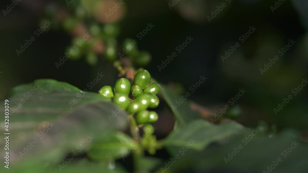 green coffee beans , fresh coffee, industry agriculture on tree in North of thailand green coffee beans , fresh coffee, industry agriculture on tree in North of thailand
