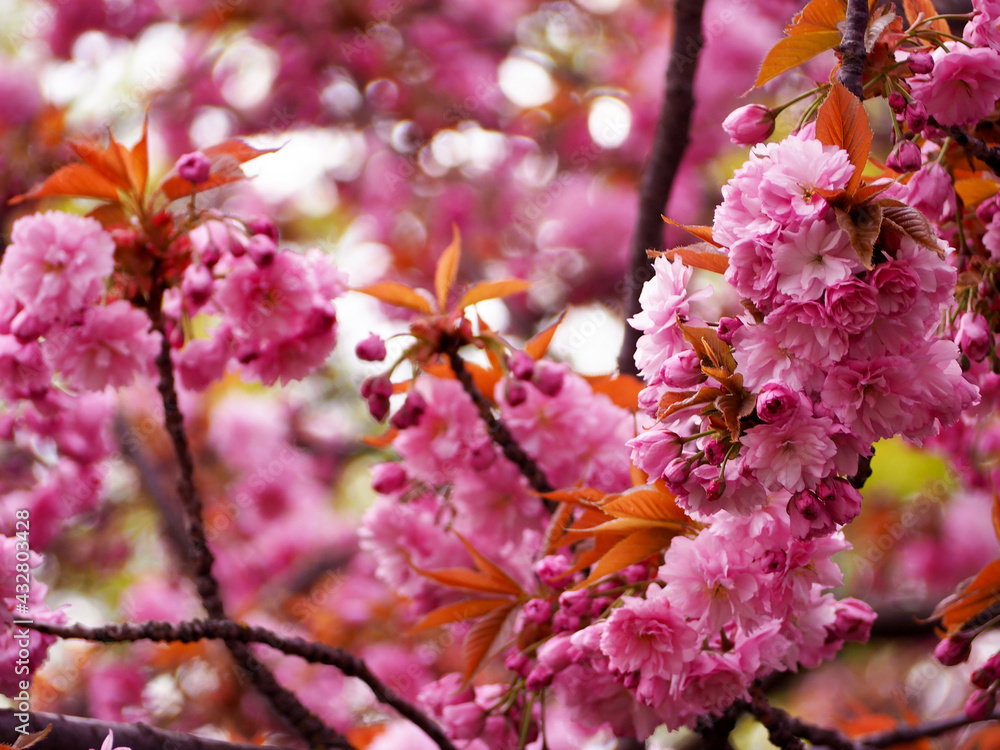 Close-up of large pink sakura flowers grow on a tree against a blue sky in a spring afternoon Close-up of large pink sakura flowers grow on a tree against a blue sky in a spring afternoon