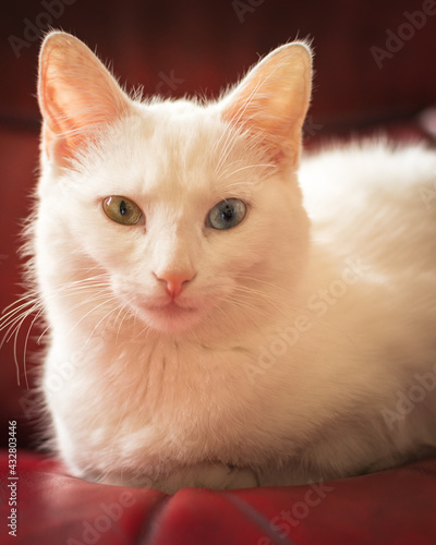 Heterochromia Cat