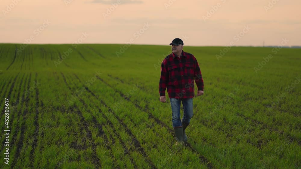 Senior farmer walks across the green field with a tablet in his hands on sunset Senior farmer walks across the green field with a tablet in his hands on sunset