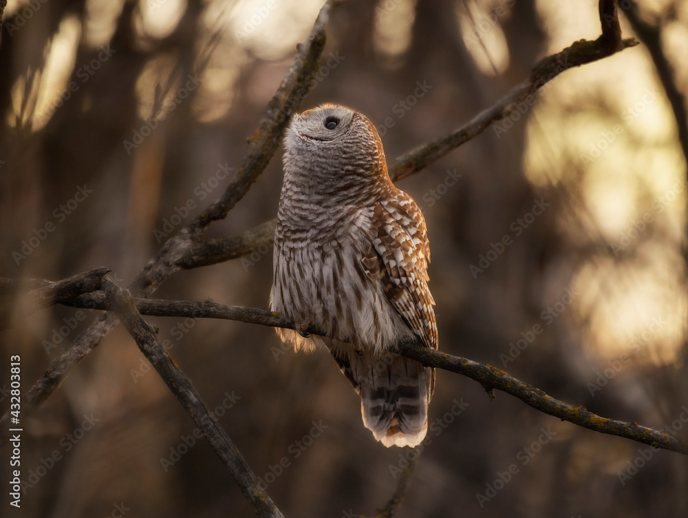 Owl at dawn Owl at dawn