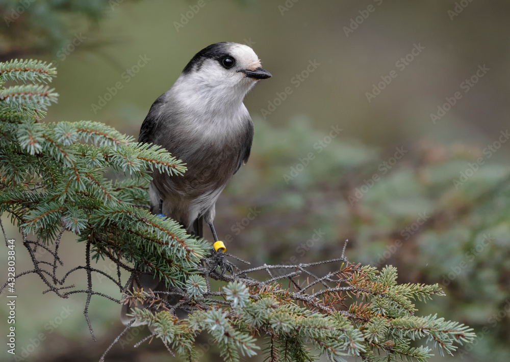 Obraz premium Canada Jay