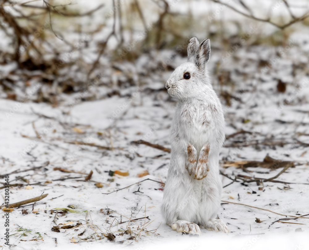 Snowshoe Hare Stock Photo Adobe Stock