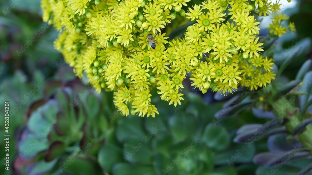 Aeonium arboreum houseleek tree yellow flower, California USA. Irish rose dark succulent inflorescence. Home gardening, american decorative ornamental houseplant, natural botanical desert atmosphere. Aeonium arboreum houseleek tree yellow flower, California USA. Irish rose dark succulent inflorescence. Home gardening, american decorative ornamental houseplant, natural botanical desert atmosphere.