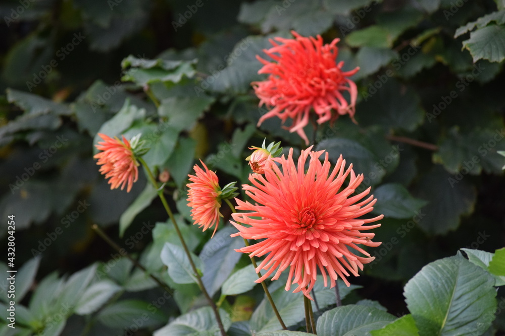 Orange flowers Orange flowers