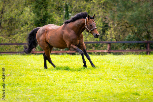 The stallion Equiano based in the Irish National Stud in Ireland County Kildare sprinting across the field
