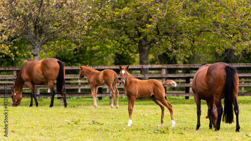 Foals and mares on a field in the Irish National Stud in Ireland County Kildare photo