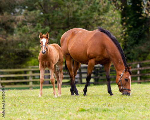 Foto A foal and her mare in the Irish National Stud in Ireland County Kildare